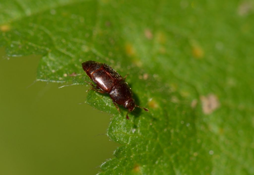 Nitidulidae: cfr. Carpophilus sp.